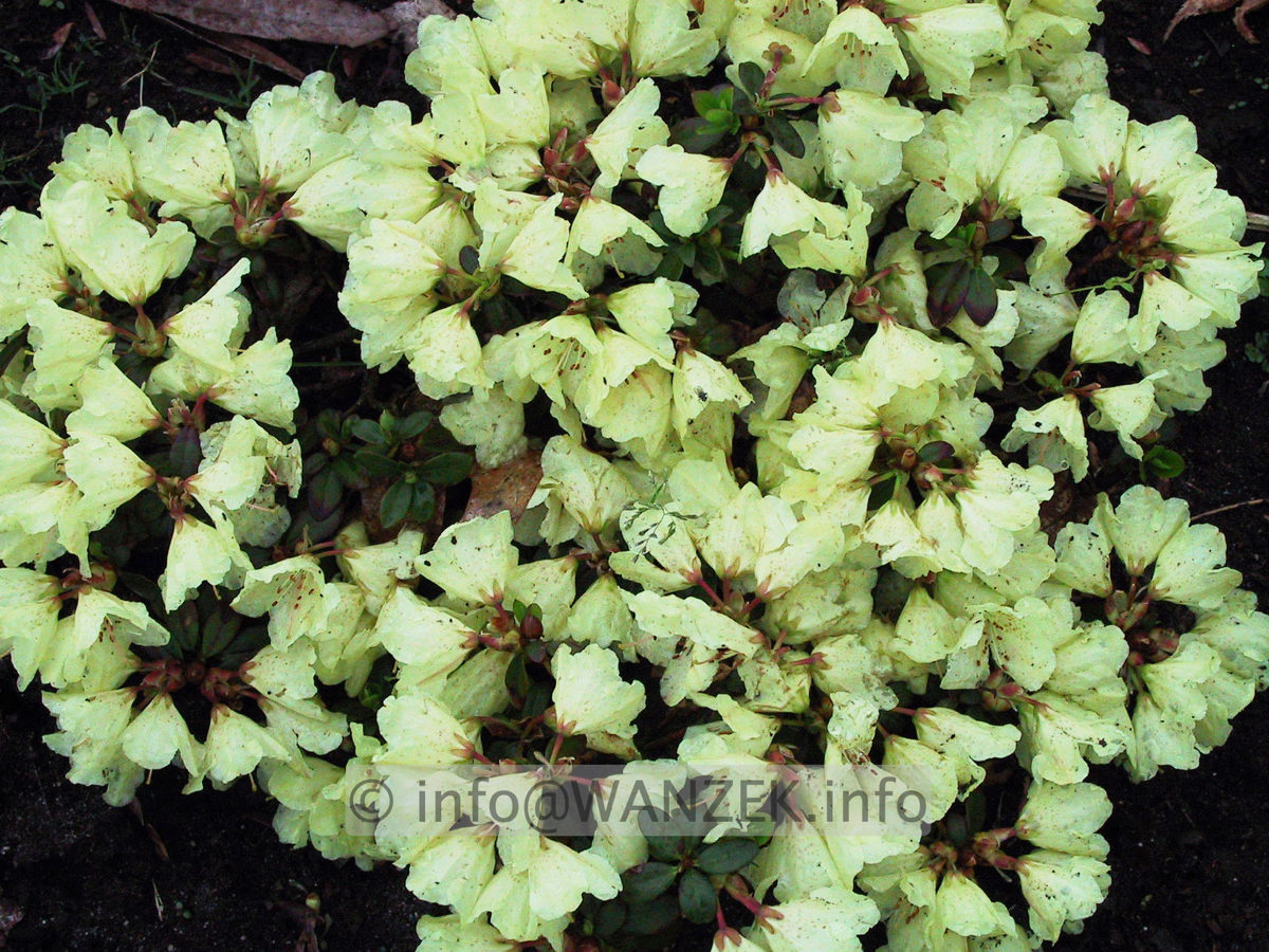 Rhododendron impeditum Wren 01.JPG